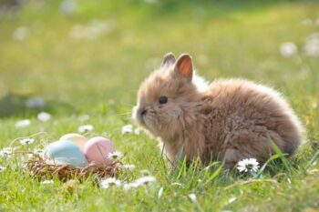 「小動物みたいで可愛い」って褒めてる？小動物を連想させる女性の特徴