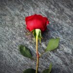 高嶺の花の女性の特徴と恋愛傾向|美人で近寄りがたいから実はモテない!?