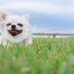 笑顔の恋愛効果とは?幸せを引き寄せる力があるって本当!?