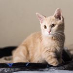 猫好き男子の恋愛傾向!好きなタイプはマイペースで振り回す女性!?